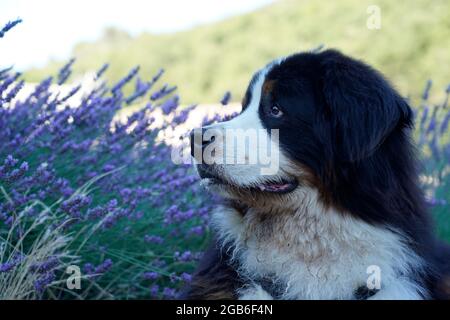Das Porträt des Berner Sennenhundes, Lavendel im Hintergrund Stockfoto