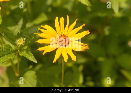 Orange-gelben Blüten bei Sonnenuntergang. Ähnlich wie Blumen auf einer verschwommenen Hintergrund mit Bokeh zu Daisy. Stockfoto