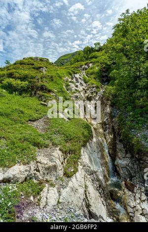 wilder Bach in den Bergen vom Grosswalsertal, an der Roten Wand, fliesst durch blumenübersäte Alpwiesen den steilen Abhang hinten. Alpenrosen Stockfoto