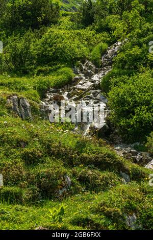 wilder Bach in den Bergen vom Grosswalsertal, an der Roten Wand, fliesst durch blumenübersäte Alpwiesen den steilen Abhang hinten. Alpenrosen Stockfoto