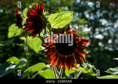 Sonnenblume Samtkönigin, Rote Sonnenblume Stockfoto