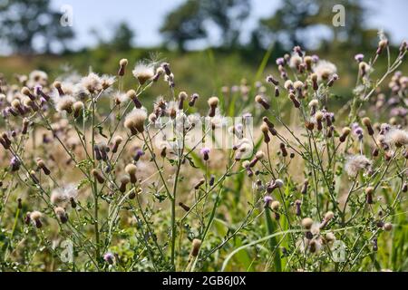 Schleichende Distel (Cirsium arvense); Dänemark Stockfoto
