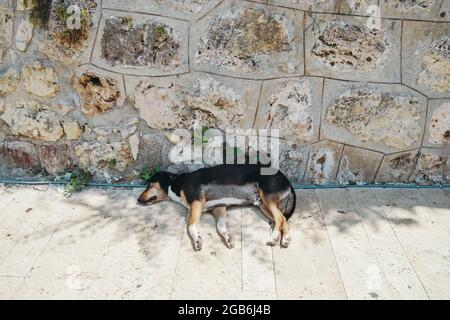 Der Straßenhund versteckte sich im Schatten einer Palme vor der heißen Sonne und schläft. Hochwertige Fotos Stockfoto