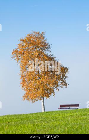 botanik, Birke (Betula), Birke im Herbst, NICHT-EXKLUSIV-VERWENDUNG FÜR FALTKARTEN-GRUSSKARTEN-POSTKARTEN-VERWENDUNG Stockfoto