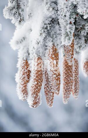 botanik, Fichte, (Picea), Norwegen Fichte, (Picea abies), Kegel im Winter, Schweiz, NICHT-EXKLUSIV-VERWENDUNG FÜR FALTKARTEN-GRUSSKARTEN-POSTKARTEN-VERWENDUNG Stockfoto