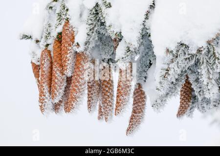 botanik, Fichte, (Picea), Norwegen Fichte (Picea abies), Zapfen im Winter, Schweiz, NICHT-EXKLUSIV-ZUR VERWENDUNG ALS FALTKARTE-GRUSSKARTE-POSTKARTE Stockfoto