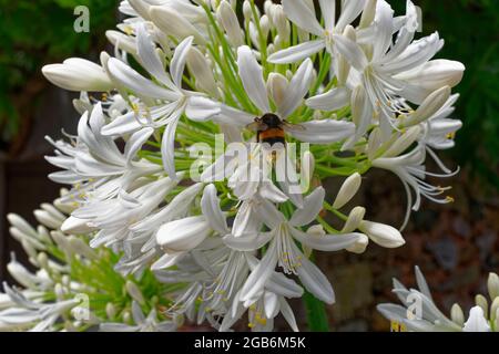 Blick auf Bee landete auf Agapanthus Stockfoto