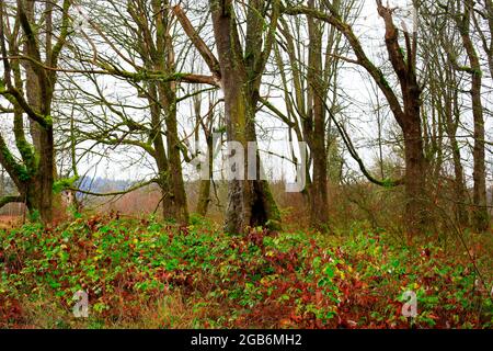 Ein Außenbild eines pazifischen Nordwestwetlands mit rotem Erlenbaum Stockfoto