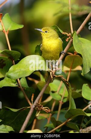 Gewöhnlicher IORA (Aegithina tiphia philipi) Erwachsener, der in einem Baum im Norden Thailands thront November Stockfoto