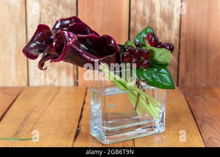 Schöner Strauß von arrangierten tiefvioletten Calla-Lilien Blumen in einer klaren Vase, die als emotionales Gefühl gegeben wird. Stockfoto