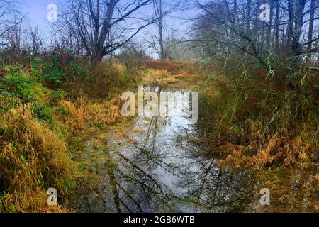Ein Außenbild eines pazifischen Nordwestwaldes und eines Feuchtgebiets Stockfoto