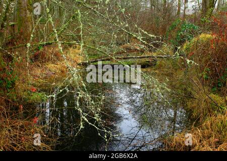 Ein Außenbild eines pazifischen Nordwestwaldes und eines Feuchtgebiets Stockfoto