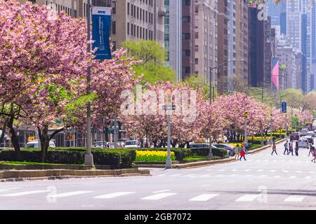 In der Park Avenue inmitten der Pandemie von NYC sind Kirschblüten in voller Blüte. Stockfoto