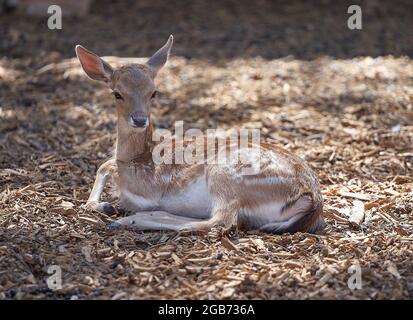 Ein junger Damhirsch ruht auf dem Boden. Stockfoto