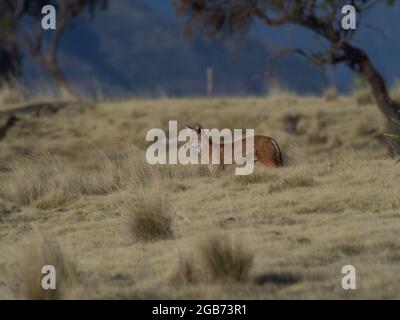 Nahaufnahme Porträt des wilden und bedrohten äthiopischen Wolfes (Canis simensis) vor dem Hintergrund der Semien Mountains, Äthiopien. Stockfoto