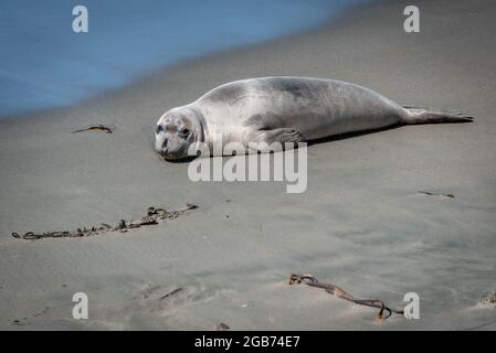 Ein Kröten-Welpe auf dem Sand in der Piedras Blancas Rookerie der nördlichen Elefantenrobben in der Nähe von San Simeon. Stockfoto