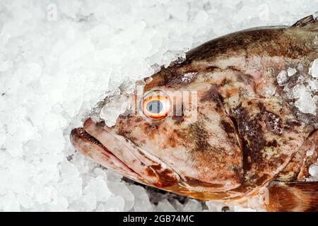 Frischer Meeresfisch im Eis auf der Theke des Fischmarktes. Hochwertige Fotos Stockfoto