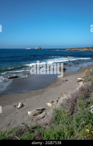 Elefantenrobben ruhen am Strand mit Piedras Blancas Point in der Ferne, San Simeon State Park, Kalifornien. Stockfoto