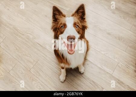 Portrait fröhlich brauner Border Collie Hund schaut auf und lächelt gegen Holzböden Stockfoto