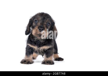 Nahaufnahme eines zweifarbigen, drahthaarigen Dachshund-Hundewelpen, isoliert auf weißem Hintergrund Stockfoto