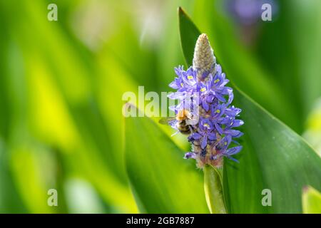 Nahaufnahme einer Bee, die Blüten auf einer Pfickerelkrautpflanze (Pontederia cordata) bestäubt Stockfoto