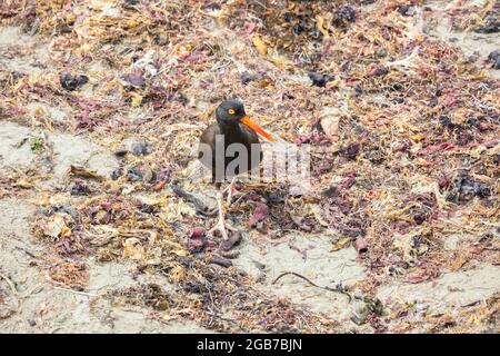 Schwarze Austernfischer Stockfoto