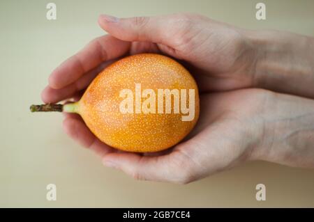 Frische Bio-reife Granadilla oder gelbe Passionsfrucht in weiblichen Händen. Exotische Früchte, gesunde Ernährung Konzept Stockfoto