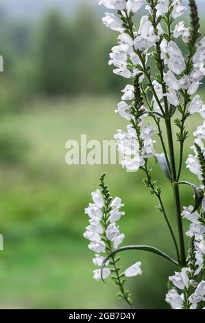Blühende Pflanze Physostegia virginiana alba. Gartenpflanze mit weißen Blüten. Speicherplatz kopieren. Vertikales Zuschneiden. Stockfoto