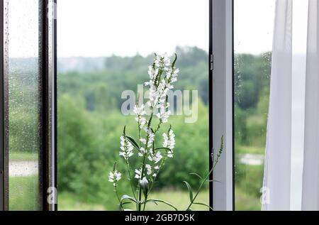 Blühende Pflanze Physostegia virginiana alba. Offenes Fenster mit Tropfen auf Glas. Speicherplatz kopieren. Stockfoto