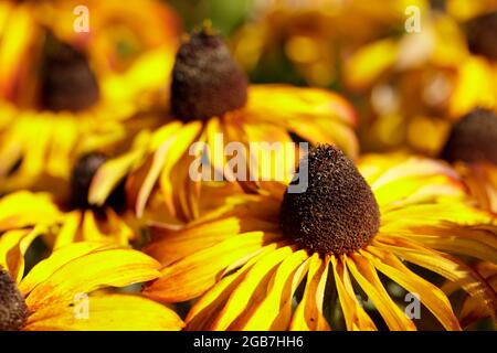 Schwarzäugige Susan in Bloom in Nordkalifornien. Stockfoto