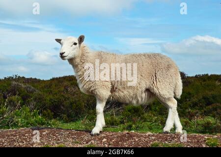 Schafe auf dem Long Mynd in den Shropshire Hills, Großbritannien Stockfoto