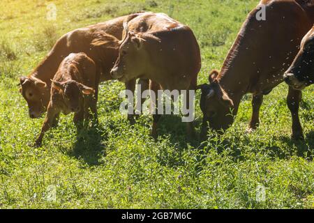 Herde von braunen Milchkühen mit einem Kalb, das an einem sonnigen Tag im Busch grast Stockfoto