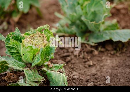 Nahaufnahme von Kohl, der durch Schädlinge beschädigt wurde. Kopf von Kohl und Kohlblättern im Loch, gefressen von den Larven von Schmetterlingen und Raupen. Kranker Kabinenbeutel Stockfoto