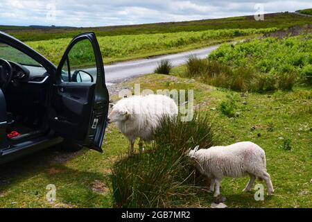 Schafe weiden neben einem Auto auf dem Long Mynd in den Shropshire Hills, Großbritannien Stockfoto