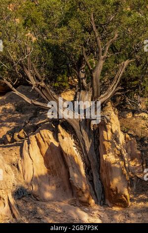 Utah Juniper, Juniperus osteosperma, wächst in einem gespaltenen Felsen im Dinosaur National Monument an der Grenze von Utah und Colorado, USA Stockfoto