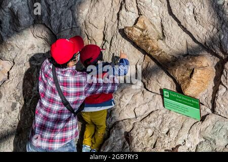 Besucher können in der Quarry Exhibit Hall, dem Dinosaur National Monument an der Grenze zwischen Utah und Colorado, USA, einige echte Dinosaurierknochen berühren [Keine Mod Stockfoto