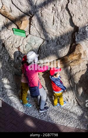 Besucher können in der Quarry Exhibit Hall, dem Dinosaur National Monument an der Grenze zwischen Utah und Colorado, USA, einige echte Dinosaurierknochen berühren [Keine Mod Stockfoto