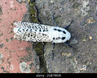 Leopardenmotte (Zeuzera pyrina) im Profil. leopardenmotte oder Holzleopardmotte i s auffällige und ungewöhnliche weiße Motte mit schwarzen Flecken, in der Familie Cossid Stockfoto