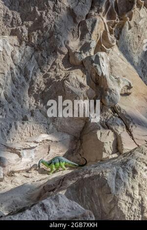 Jemand mit Sinn für Humor stellte einen winzigen Spielzeug-Dinosaurier auf die riesige Ausstellung fossiler Knochen in der Steinbruch-Ausstellung Hall of Dinosaur National Monument Stockfoto