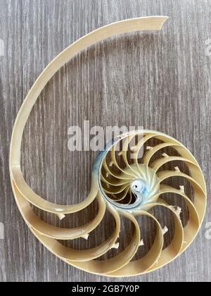nautilus Schale Symmetrie Fibonacci Halbquerschnitt Spirale goldenes Verhältnis Struktur Wachstum Nahaufnahme ( pompilius nautilus ) Stock, Foto, Foto Stockfoto