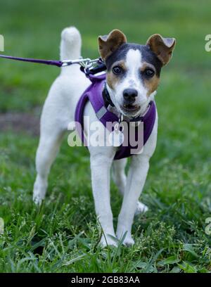 5 Monate alte Hündin Jack Russell Terrier Welpen Kamera schüchtern und bellend. Stockfoto