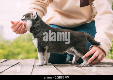 Der vierwöchige Husky-Welpe von weiß-grau-schwarzer Farbe frisst aus den Händen des Besitzers Stockfoto