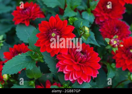 Dahlia pinnata rote Blumen im Herbstgarten, Stock Foto Stockfoto