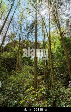 Blick auf den Grays Arch von unten in der Red River Gorge in Kentucky Stockfoto