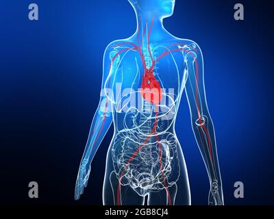 3d-Darstellung der weiblichen inneren Anatomie auf schwarzem Verlaufshintergrund. Zeigt die inneren Glasorgeln in lebendigen Farben. Stockfoto