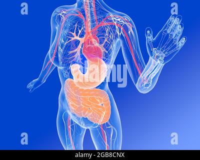 3d-Darstellung der weiblichen menschlichen inneren Anatomie. Zeigt transparente innere Organe mit lebendigen Farben. Funkelnde Kristallform auf blauem Hintergrund. Stockfoto