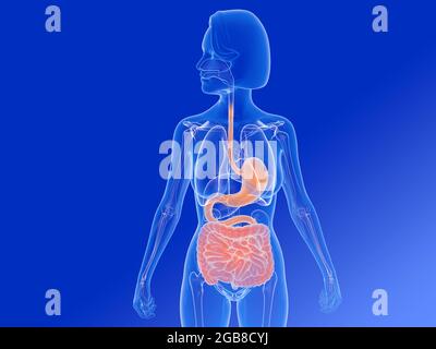 3D-Darstellung der weiblichen inneren Anatomie, zeigt das Verdauungssystem und andere innere Organe. Transparentes Bild auf blauem Verlaufshintergrund. Stockfoto