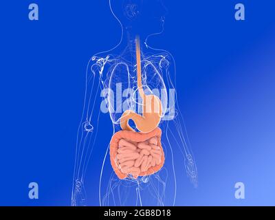 3D-Darstellung der weiblichen inneren Anatomie, zeigt das Verdauungssystem und andere innere Organe. Transparentes Bild auf blauem Verlaufshintergrund. Stockfoto