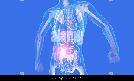 3d-Darstellung der inneren Anatomie eines Mannes, Hervorhebung des Skeletts und anderer innerer Glasorgane. Transparentes Bild. Stockfoto