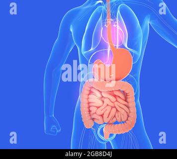 3D-Darstellung des Verdauungssystems der männlichen Anatomie, zusammen mit anderen inneren Organen. Glasbild auf blauem Hintergrund, Vorderansicht. Stockfoto